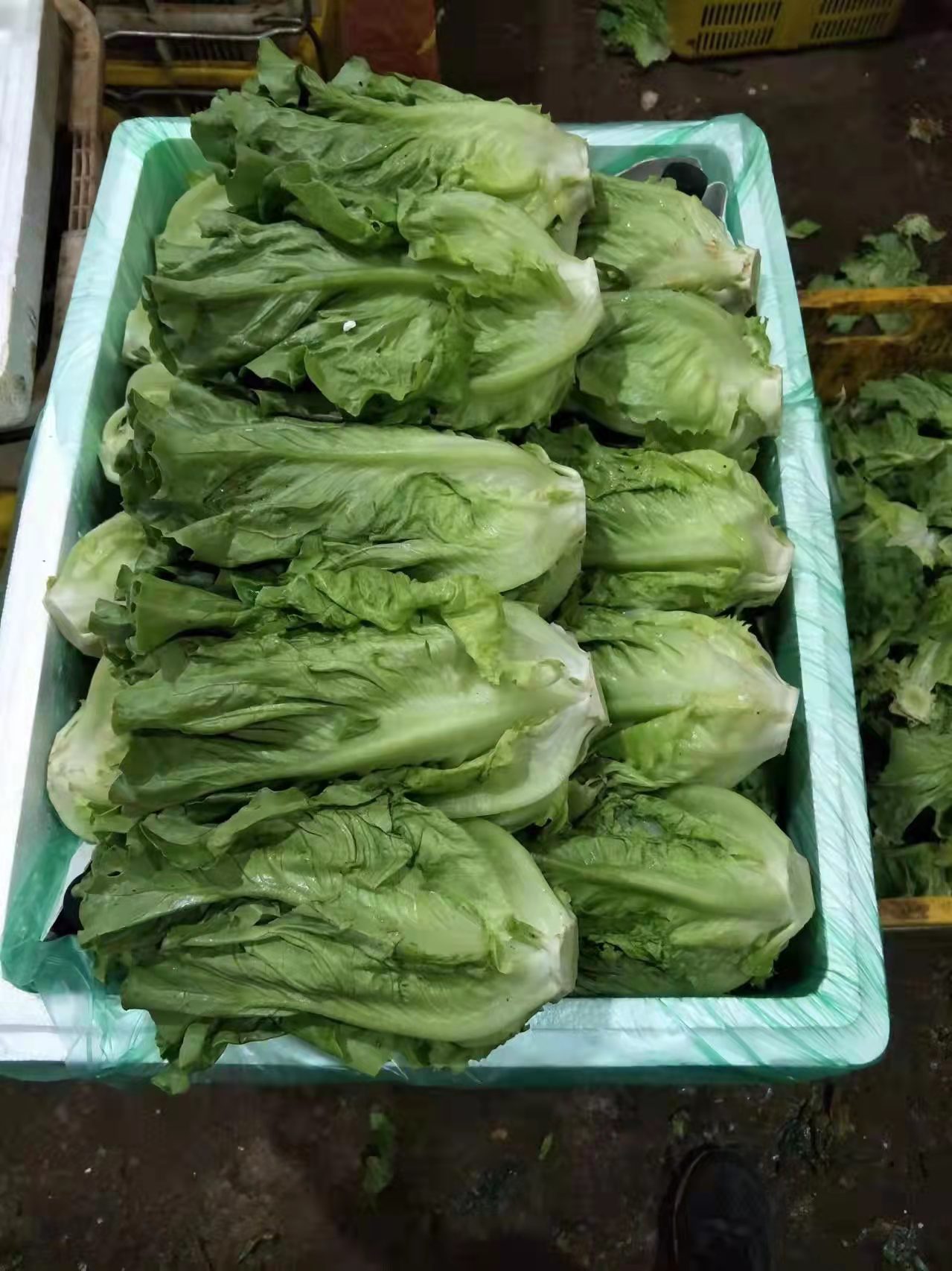 南宁意大利生菜 生菜  意大利蔬菜油麦菜  青油麦菜 等等各种蔬