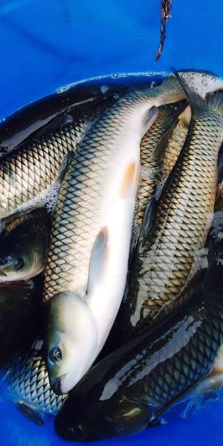 浦北县草鱼6.5斤左右5斤起装