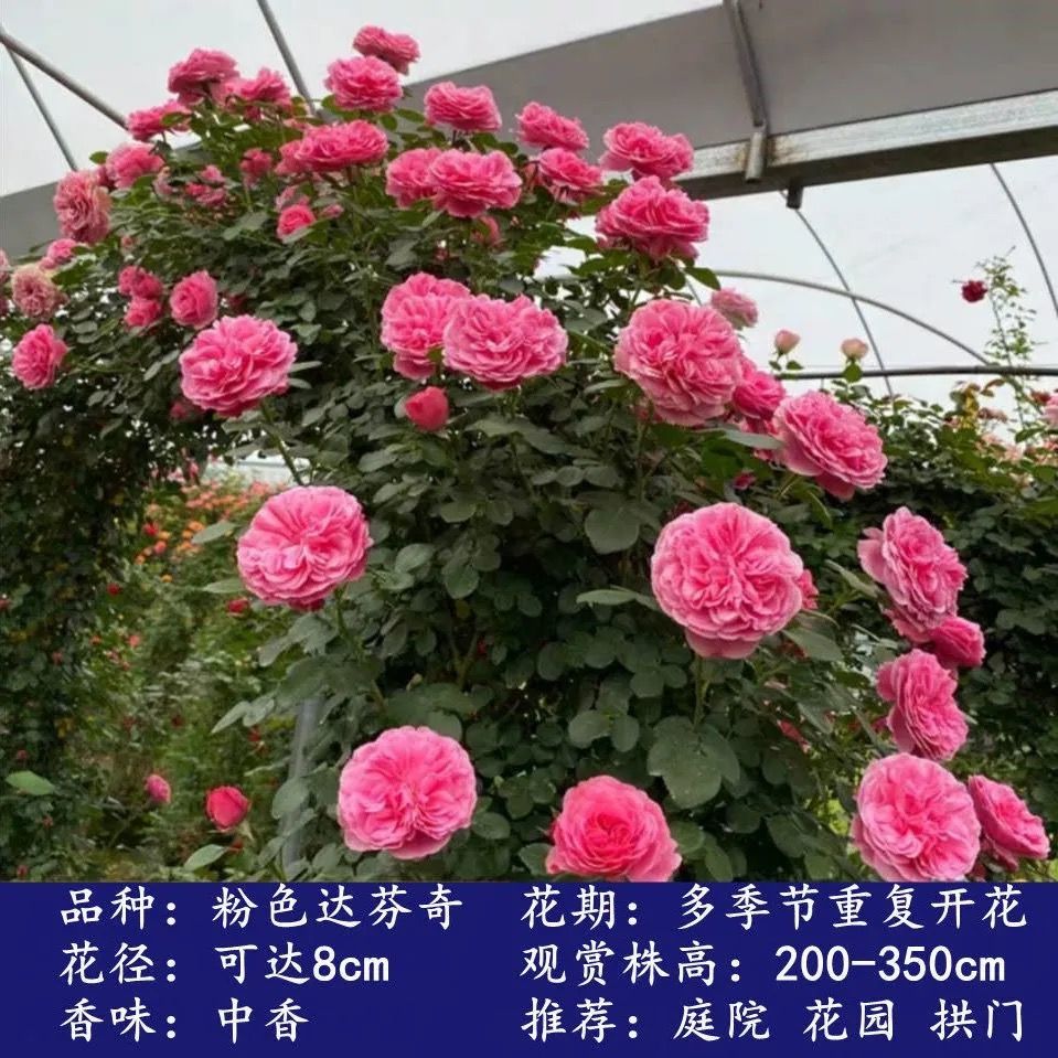 藤本月季 爬藤月季木架发货蔷薇花苗藤本特大花庭院植物四季开花