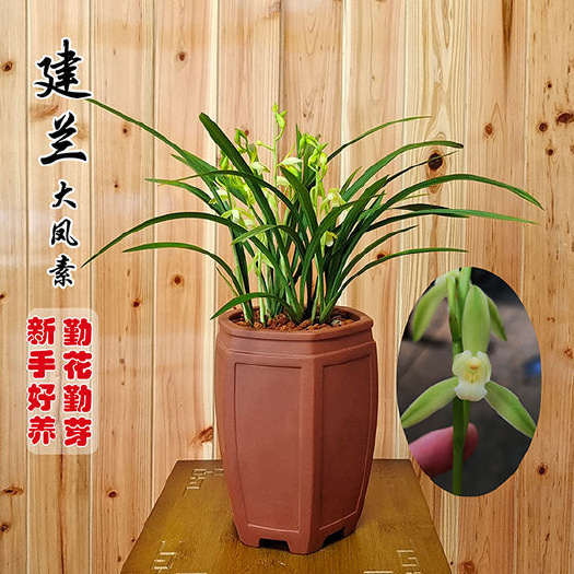 南靖县建兰素心大凤素四季兰花苗夏带花苞