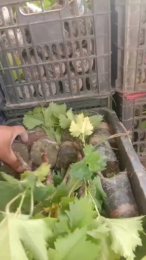 宁陵县夏黑葡萄苗  阳光玫瑰金手指甜蜜蓝宝石夏黑维多利亚早夏