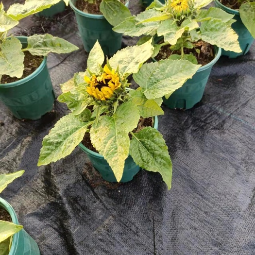 广州向日葵网红绿植基地直销