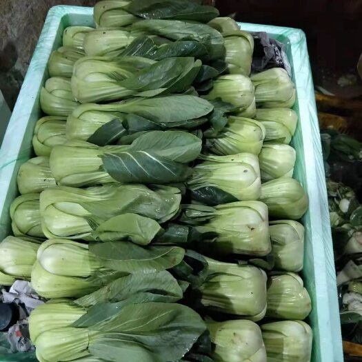 南宁上海青  蔬菜油麦菜  青油麦菜 等等各种蔬菜大量，批发