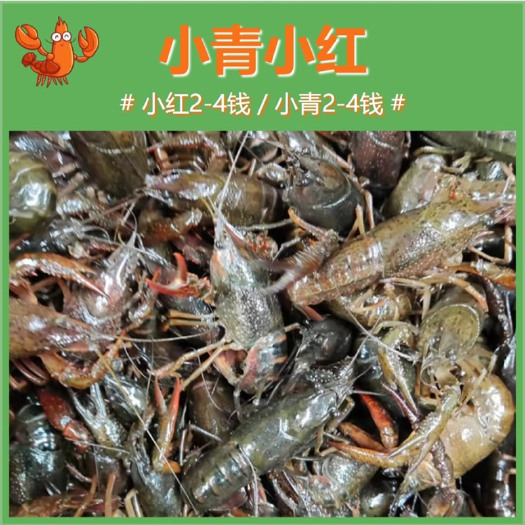 潜江市鲜活小龙虾小规格小青/小红2-4钱规格活体鲜活虾30斤起发