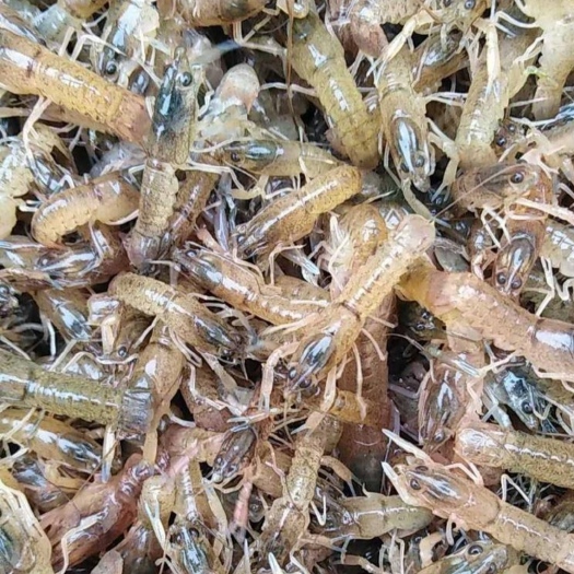 龙虾苗、高活力原塘苗,塘口直供.恒温运输