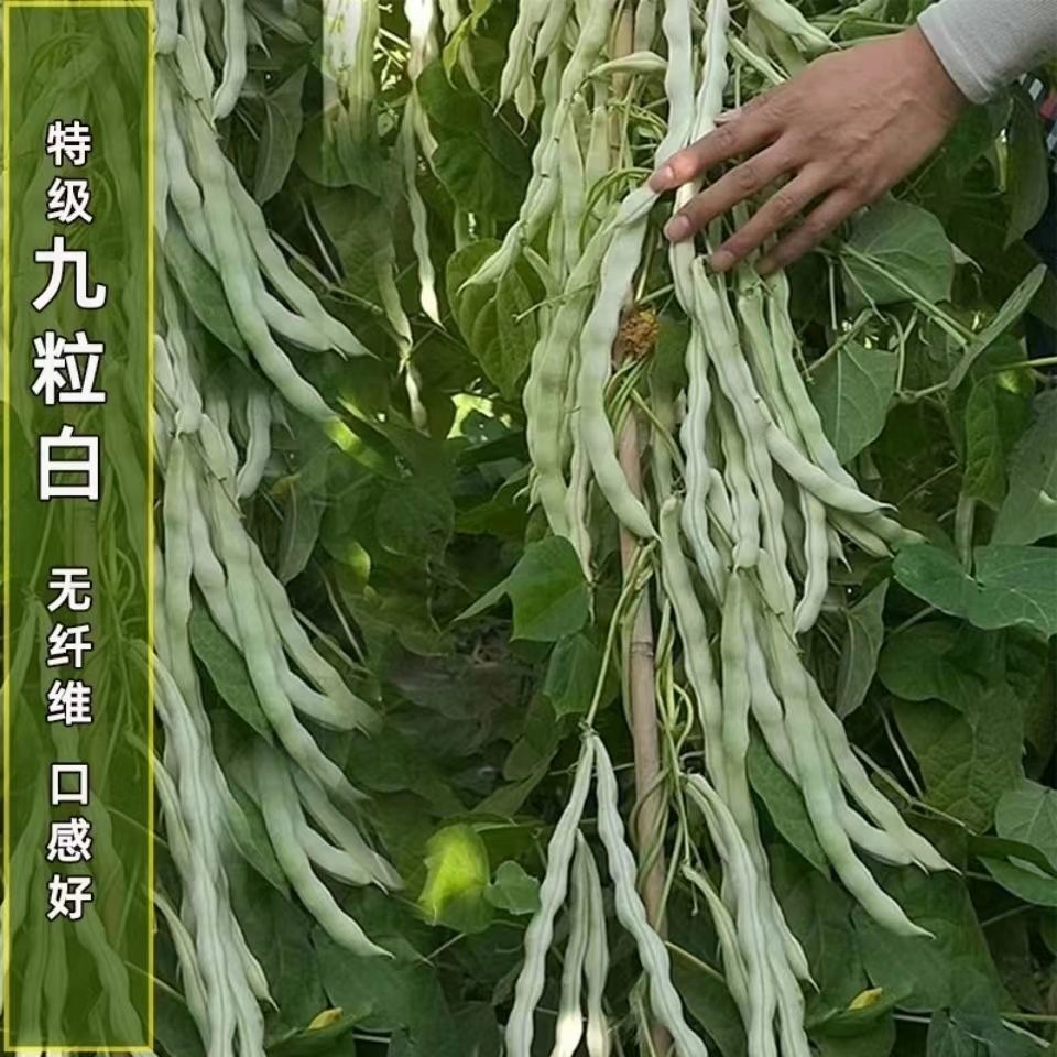 邵东市特级九粒白芸豆种子老来少豆角种籽孑早熟高产春秋季四季豆角大