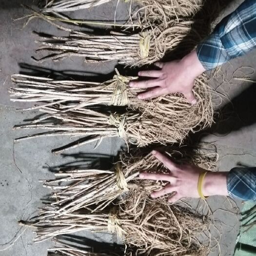 赫章县 刺老芽苗树苗，野生的