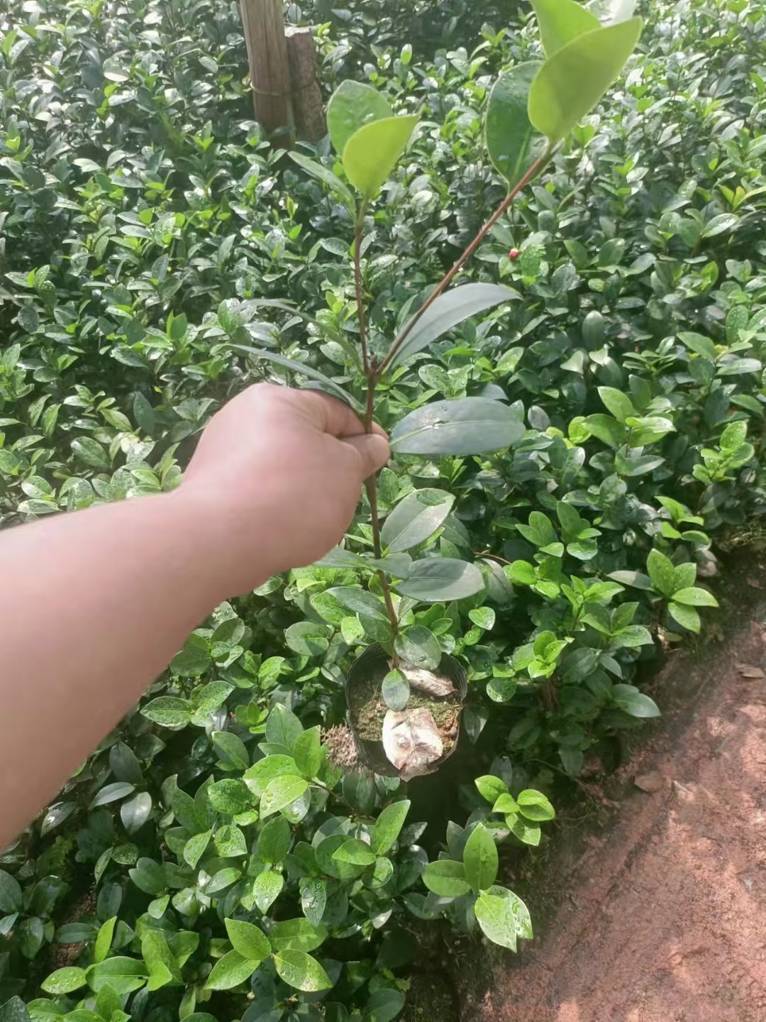 茶花树 香妃赤丹五色赤丹茶花盆栽小苗自产直销量大有货