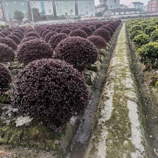杭州黑珍珠红继木 精品红花继木球