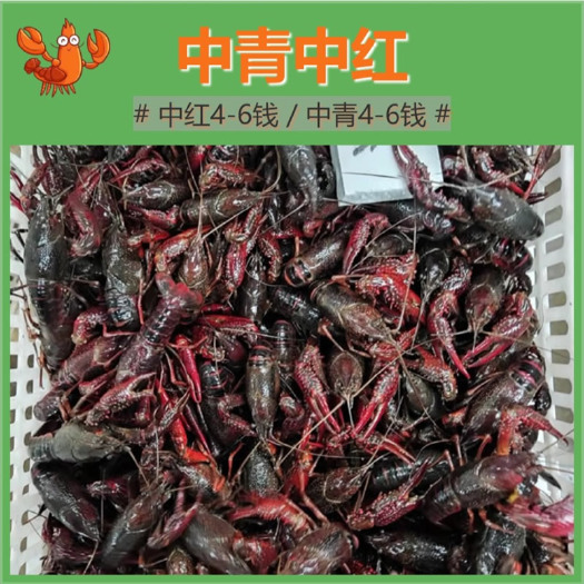 潜江市潜江小龙虾鲜活 活体清水养殖的海鲜水产青红活虾批发456钱