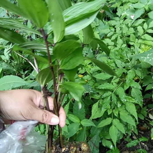 峨边县 竹根七