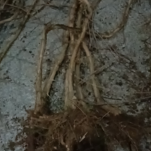 沭阳县凌霄苗
