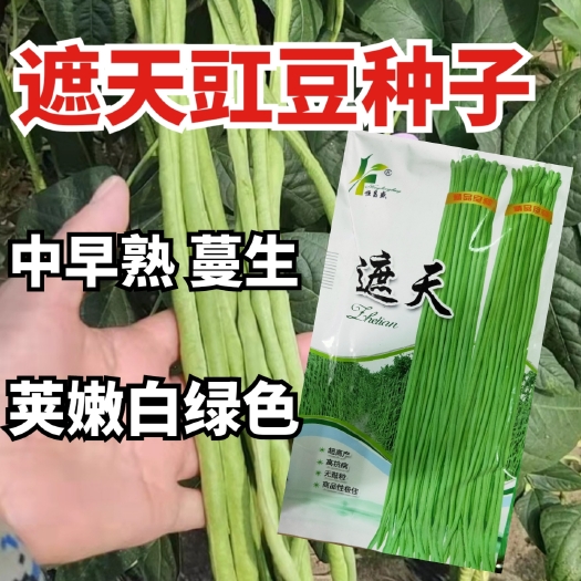 西安豆角种子 品种适应能力强春夏秋种植 抗热耐寒 肉厚不鼓豆