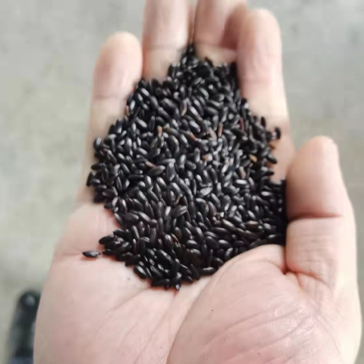 富锦市 一级黑香米，价格实在，看到懂的来