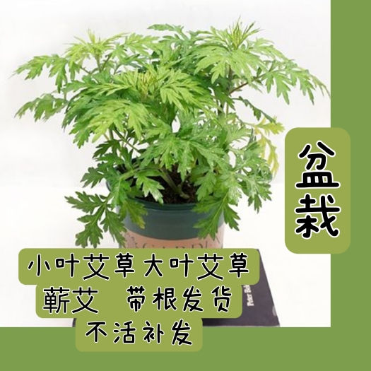 无极县艾草苗 艾草盆栽  鲜艾草 现采现发  蕲艾大叶艾