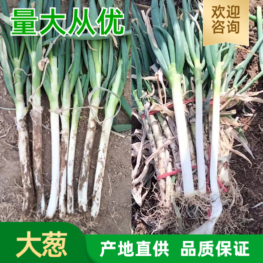 鹿邑县钢葱 毛葱 河南省周口市鹿邑县