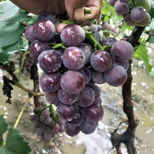 威县我们家种植千万亩葡萄，葡萄品质高，颗粒大，甜度大，