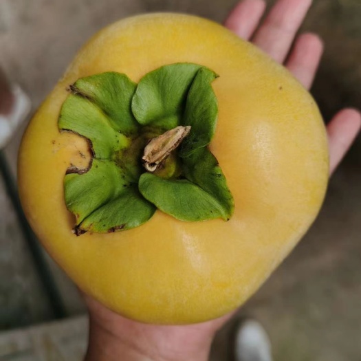 荔浦市太秋甜柿苗，品种保证
