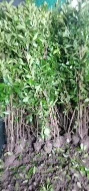 浏阳市精品法国冬青基地直销