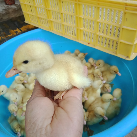 昆明 桂柳鸭苗大量出售
