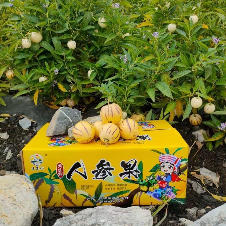 沭阳县人参果种子四季播种籽特色水果种子四心室黄心高产大面积长寿果