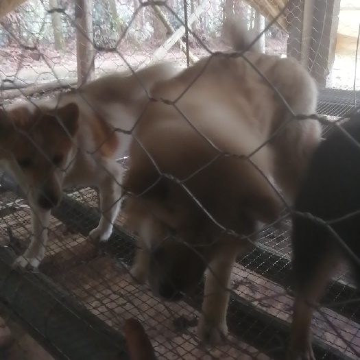 全州县日本田犬 小日本杂交田犬