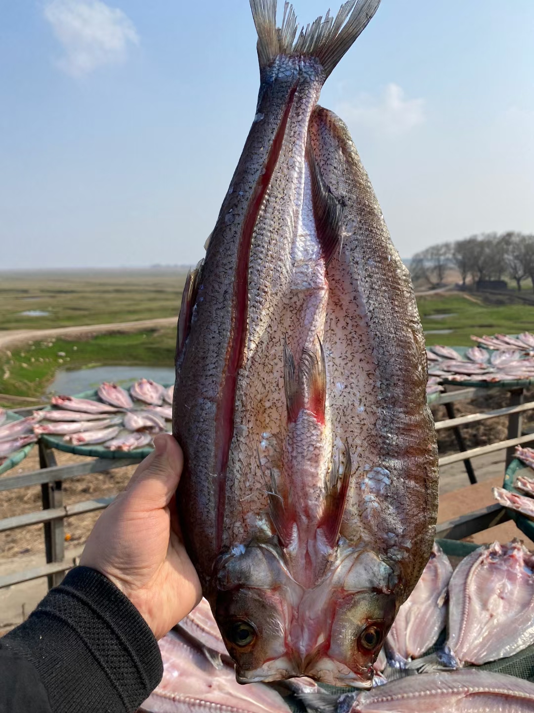 白鳞鱼 风干大白刁