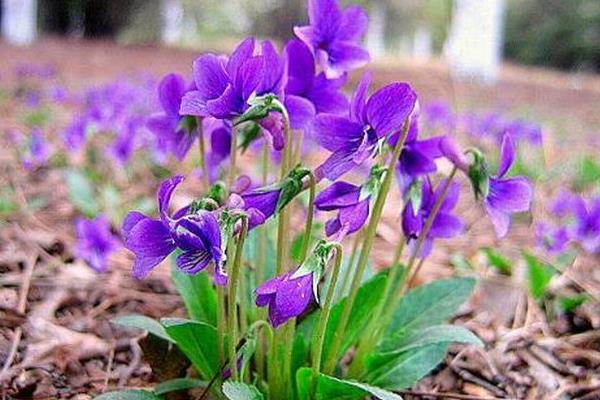 安国市紫花地丁种子  紫花地丁籽紫花甜地丁种子