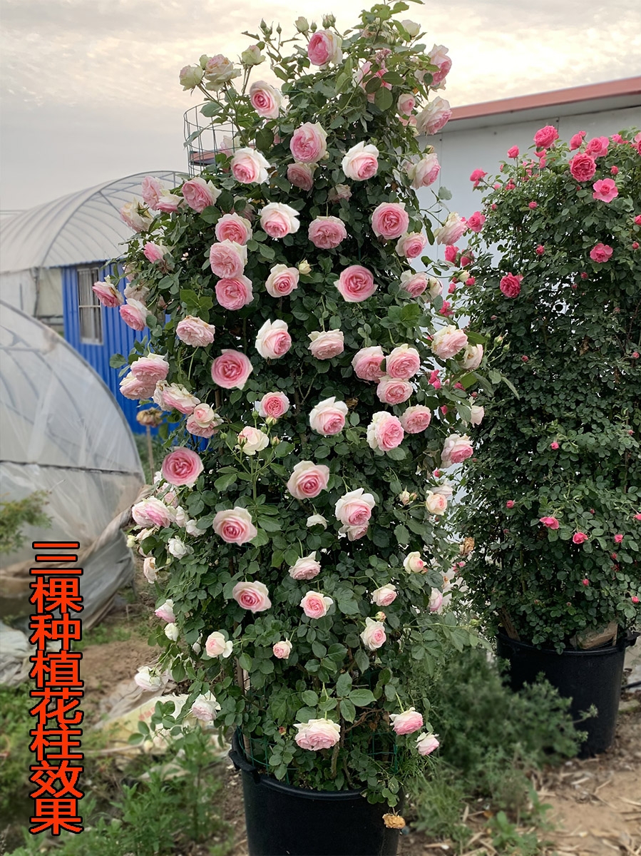 藤本月季 爬藤月季木架发货蔷薇花苗藤本特大花庭院植物四季开花