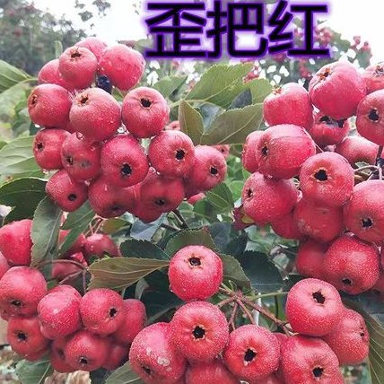 2025沂蒙山歪把红新鲜鲜果山楂产地直发