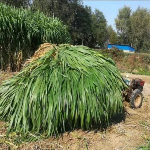 南宁巨菌草，现割，包邮，一毛一棵，现砍现发