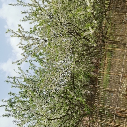 重庆市冰糖李树苗 果苗，水果