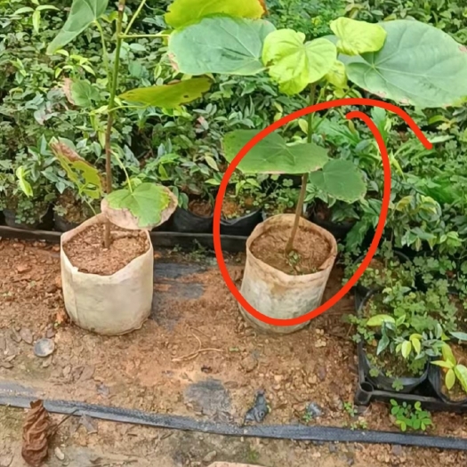 漳州椰子苗 椰柿