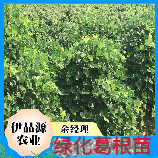 藤县葛根种苗 葛根苗
