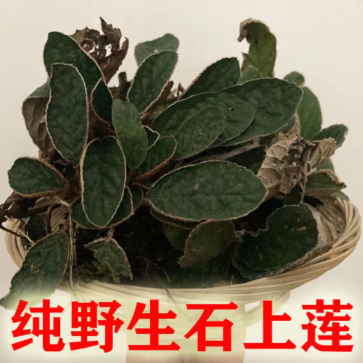 紫云县铁甲草 贵州新鲜石上莲中药材大叶石上莲软肝草现摘现发500g