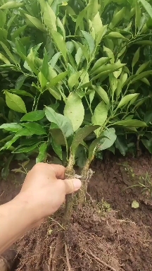 长叶香橙苗，杯苗，苗木健康，苗场直接供应，一手货源，漂亮！