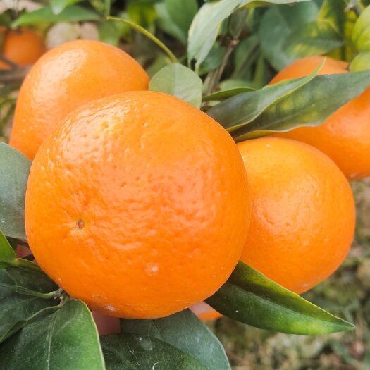 明日见柑橘苗  明日见苗，健康粗壮，根系发达。