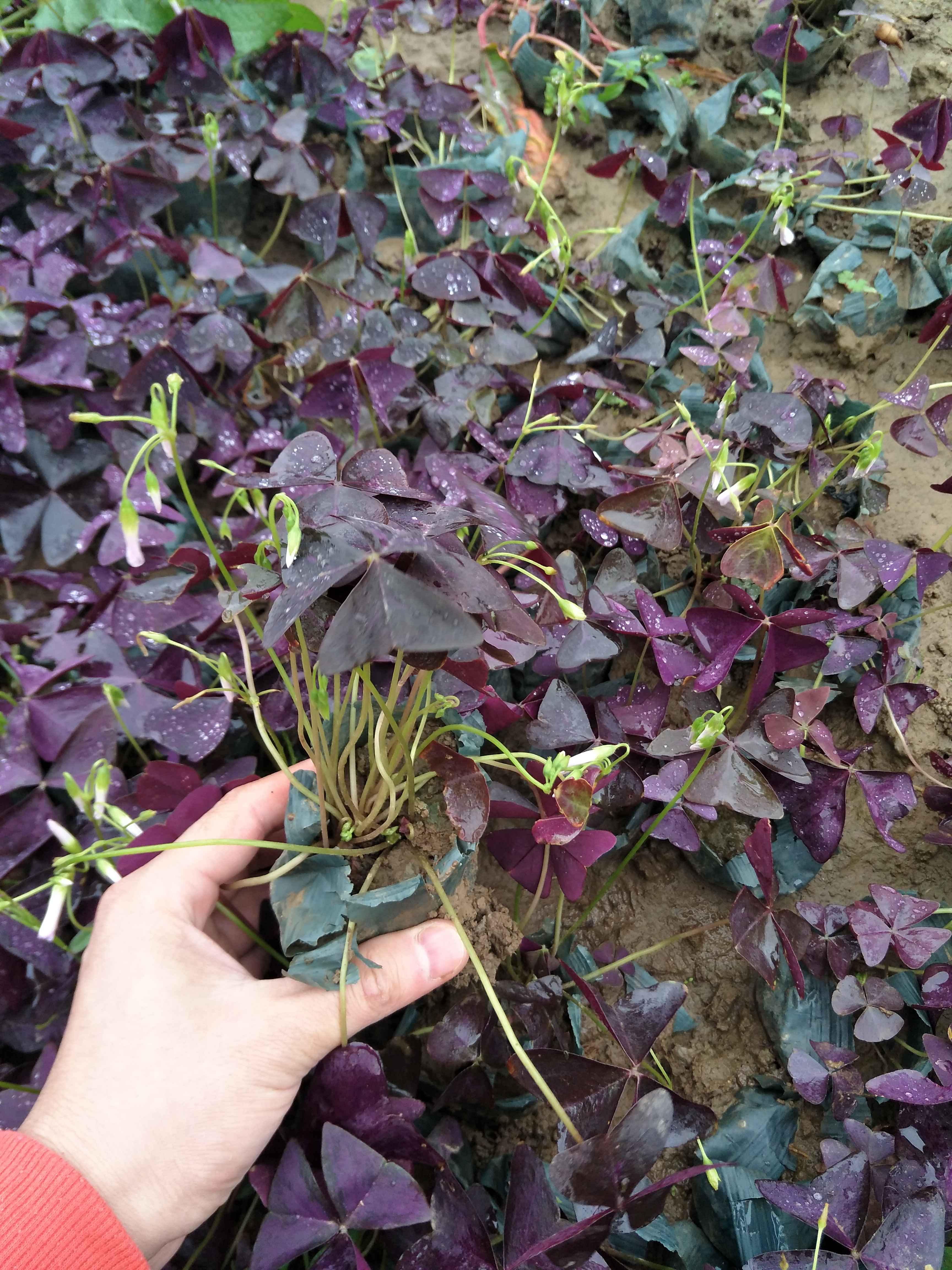 紅花酢漿草 綠葉酢漿草專業(yè)種植基地