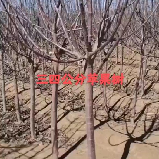 昌黎县红富士苹果苗 苹果树