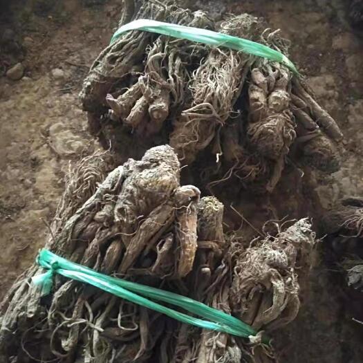 维西县云当归 当归