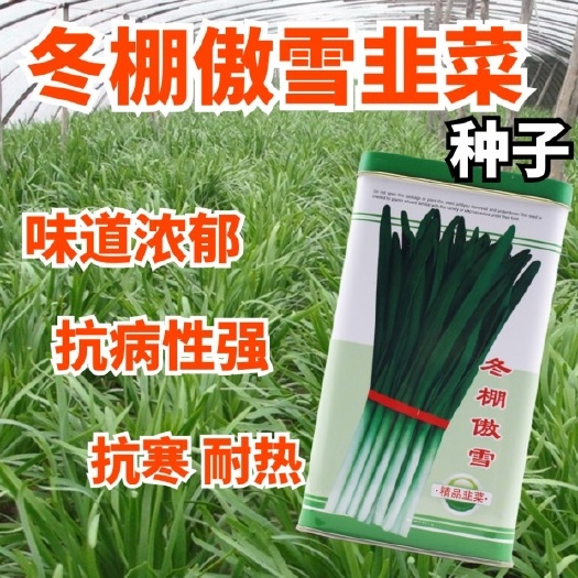 西安冬棚傲雪韭菜种子白根韭菜种子耐热 耐寒抗病好叶片宽而肥