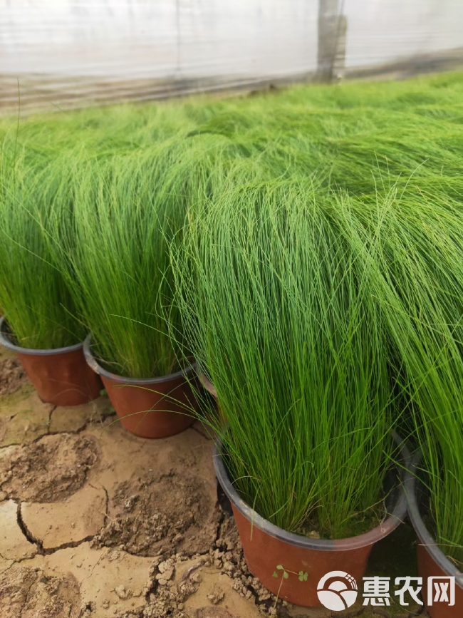 细叶针芒 细茎针芒 墨西哥羽毛草基地