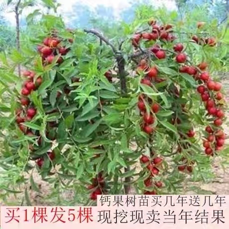 重庆市钙果苗 钙果树苗