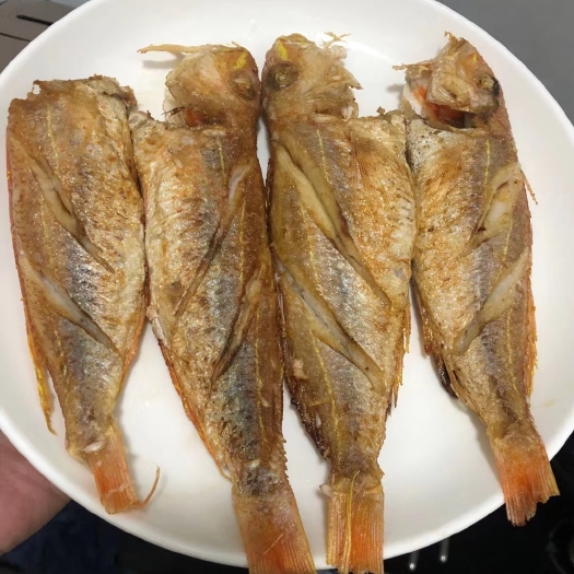 北海红杉鱼 金丝鱼
