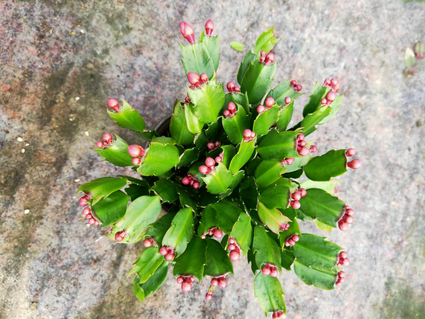  蟹爪兰专业种植基地