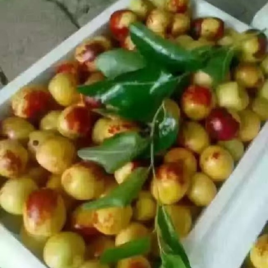 大荔县陕西大荔县冬枣