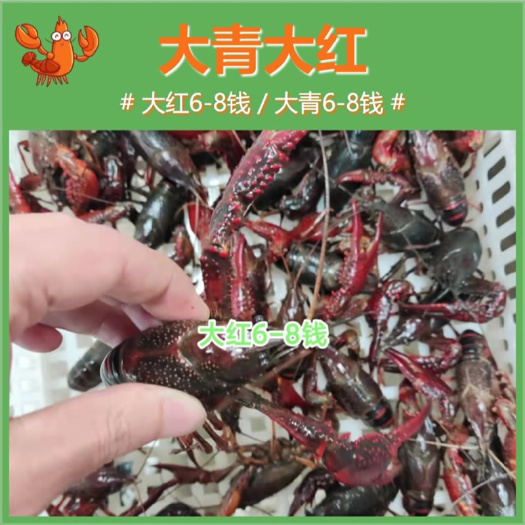 长沙湖北潜江小龙虾大青6-8钱/大红6-8钱活体鲜活虾30斤起发