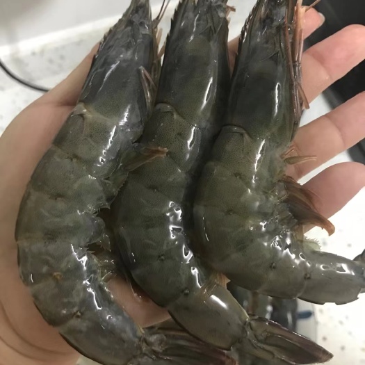 乳山市中国对虾   16-20规格和20-30规格海捕大对虾