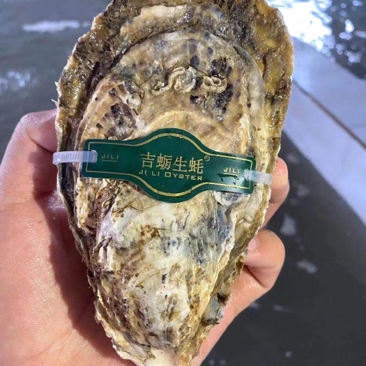 乳山市三倍体生蚝   乳山生蚝，乳山牡蛎，精品三倍体牡蛎