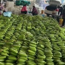 聊城绿皮西葫芦   冷棚油绿型西葫芦